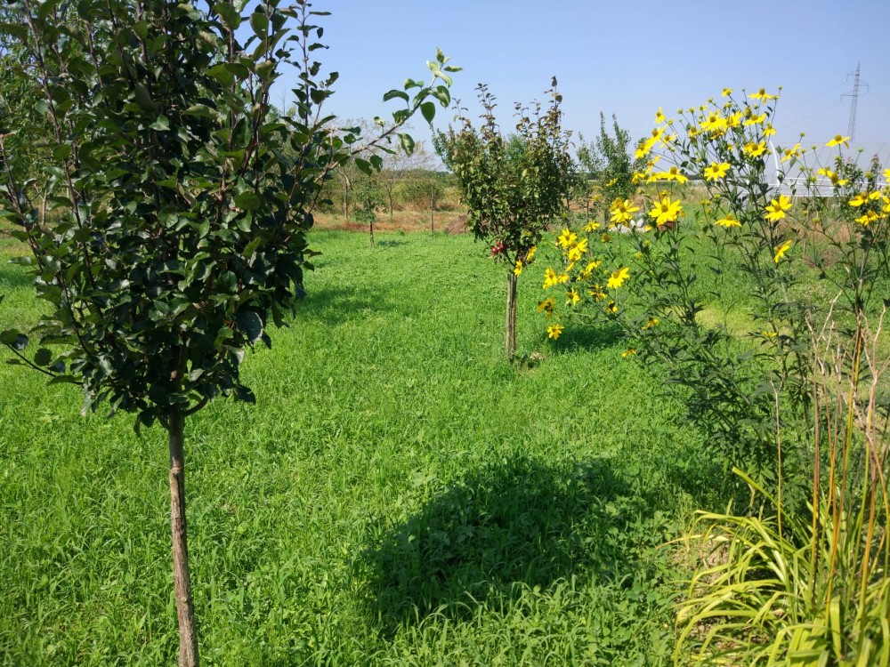 Botanical garden from the time of family Zrinski 